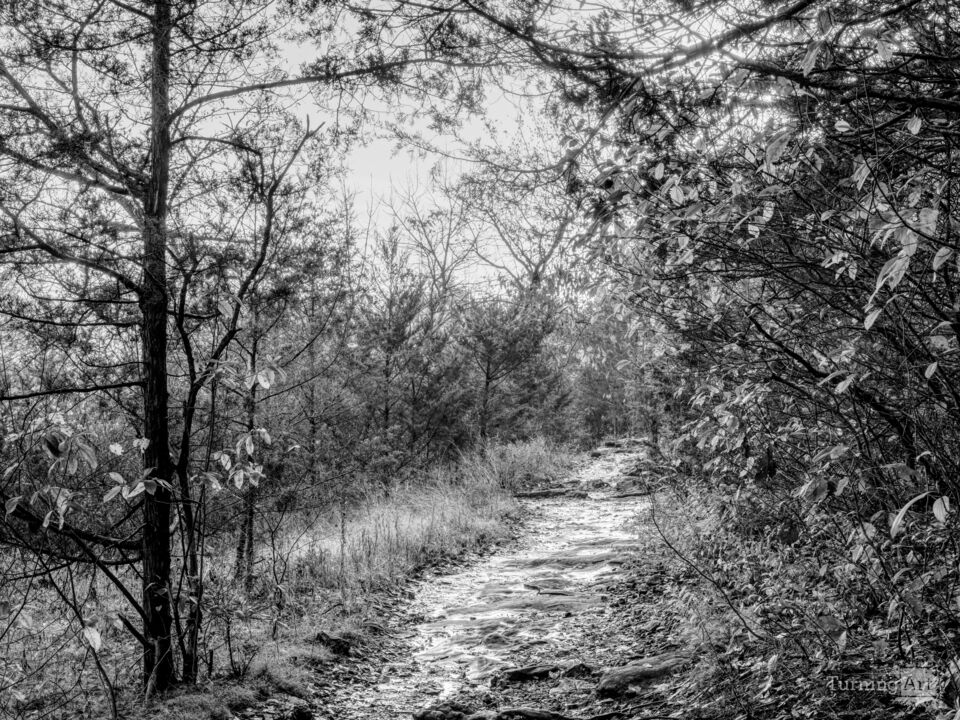 Forest Sunrise Hike Grayscale