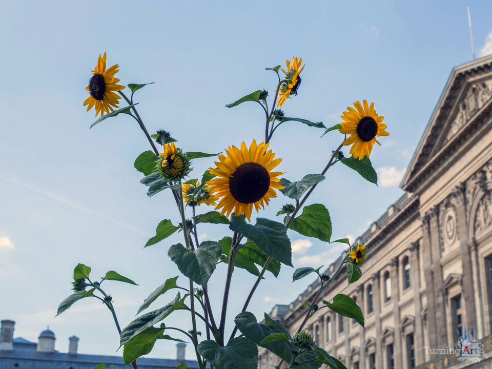 Sunflowers at the Louvre