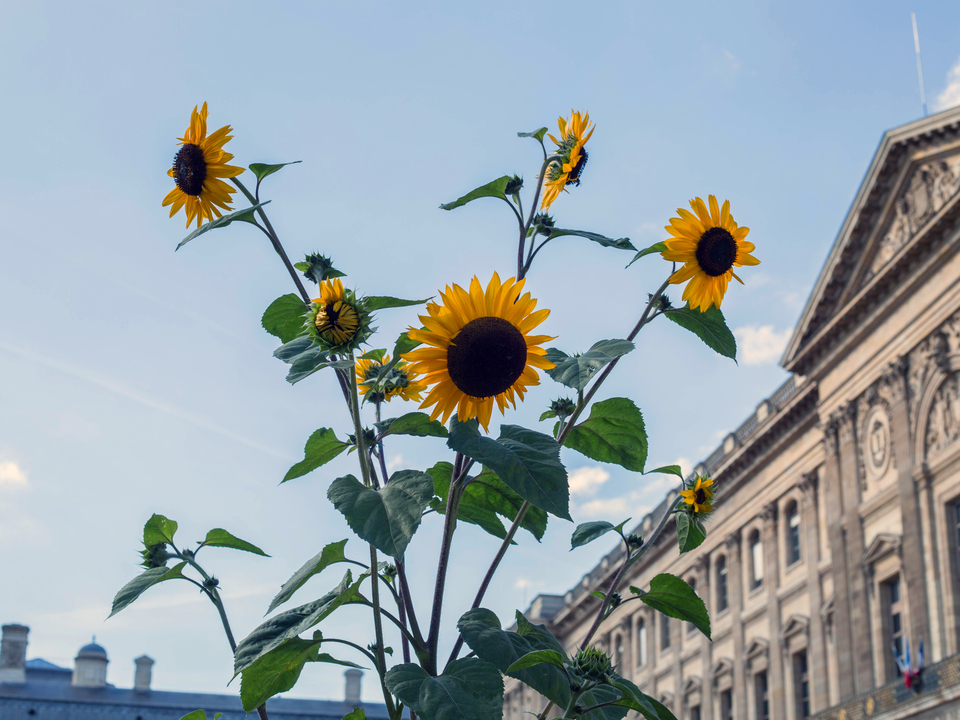 Sunflowers at the Louvre