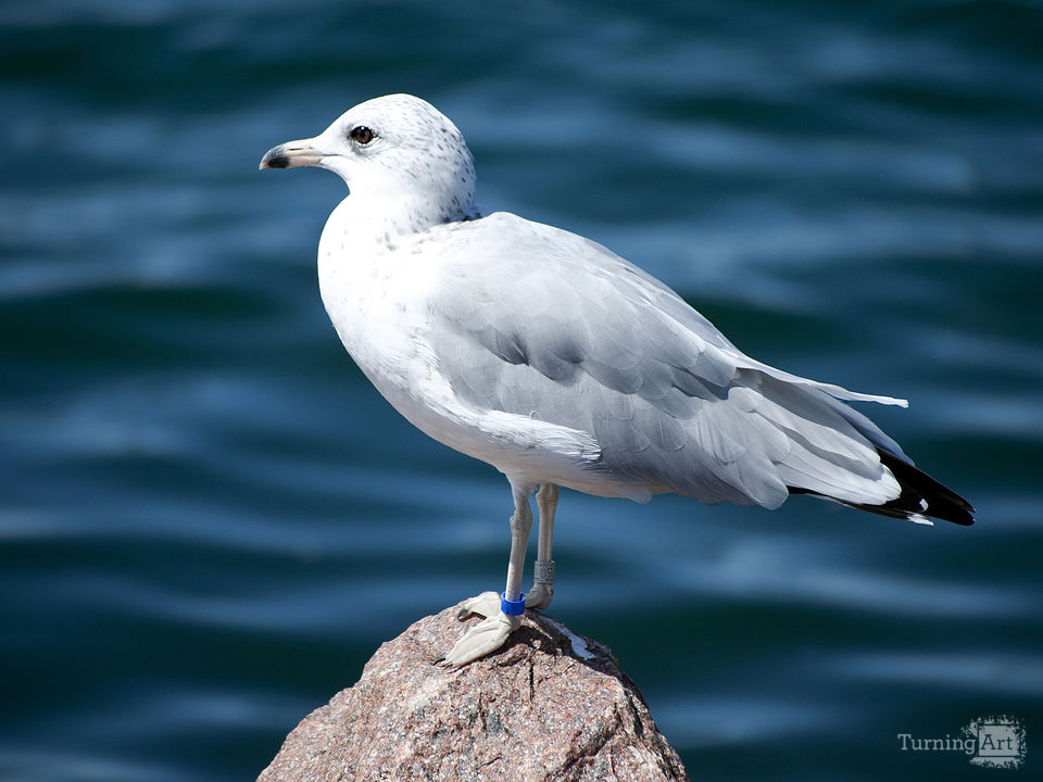 Turquoise seagull