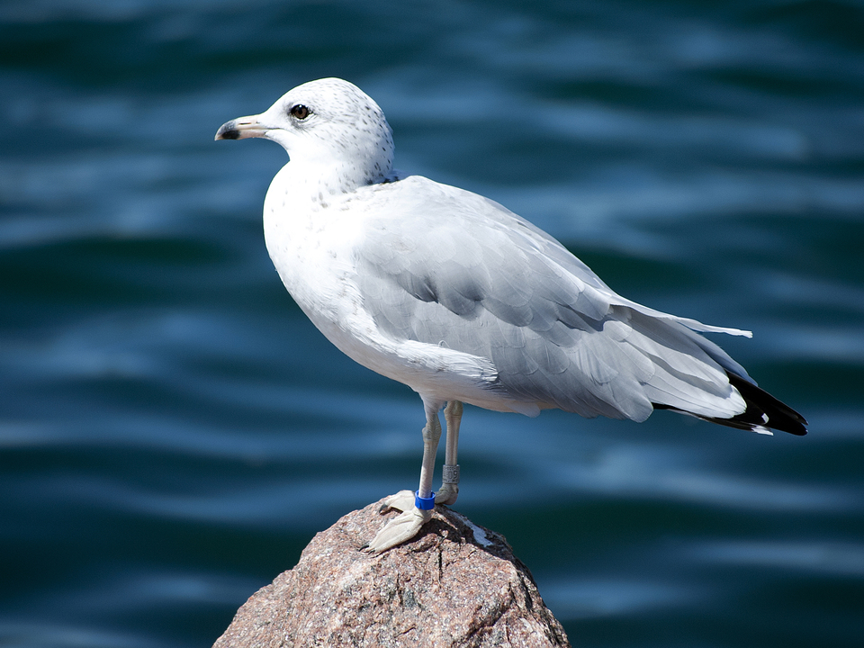 Turquoise Seagull  