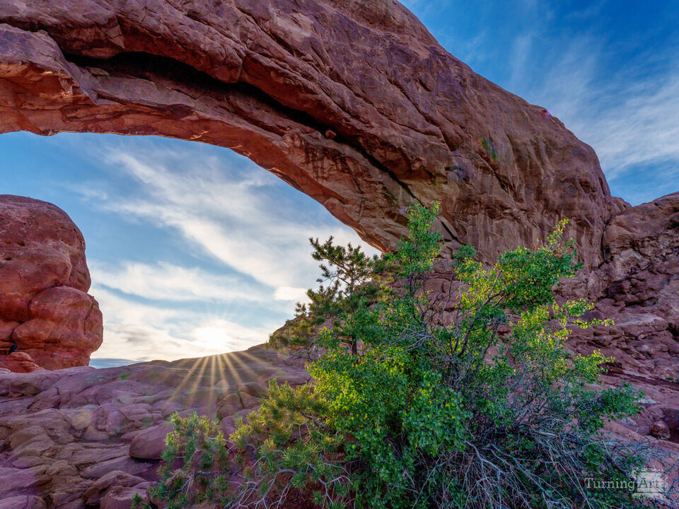 Sunrise Backlit Bush At Arches South Window