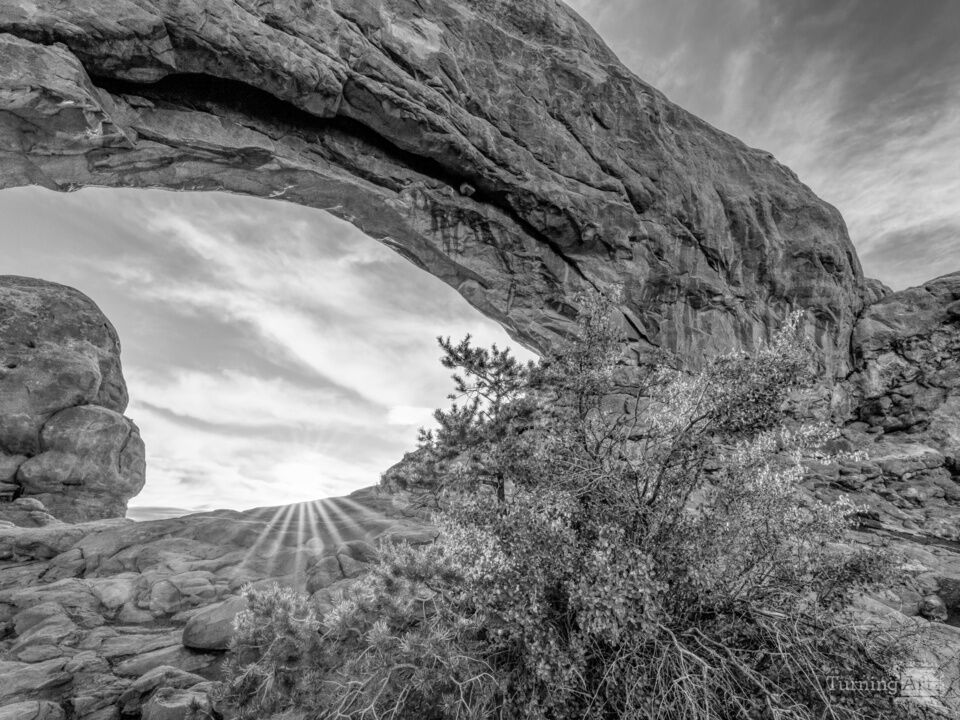 Sunrise Backlit Bush Arches South Window Grayscale