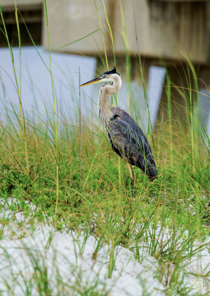 Blue Heron Feathers In The Breeze