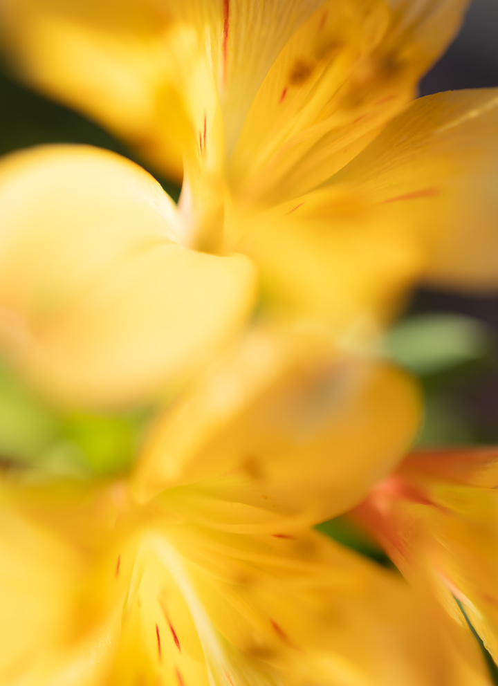 Blurred Garden #1