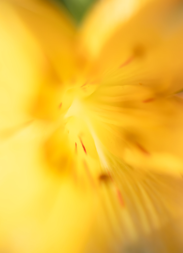 Blurred Garden #2