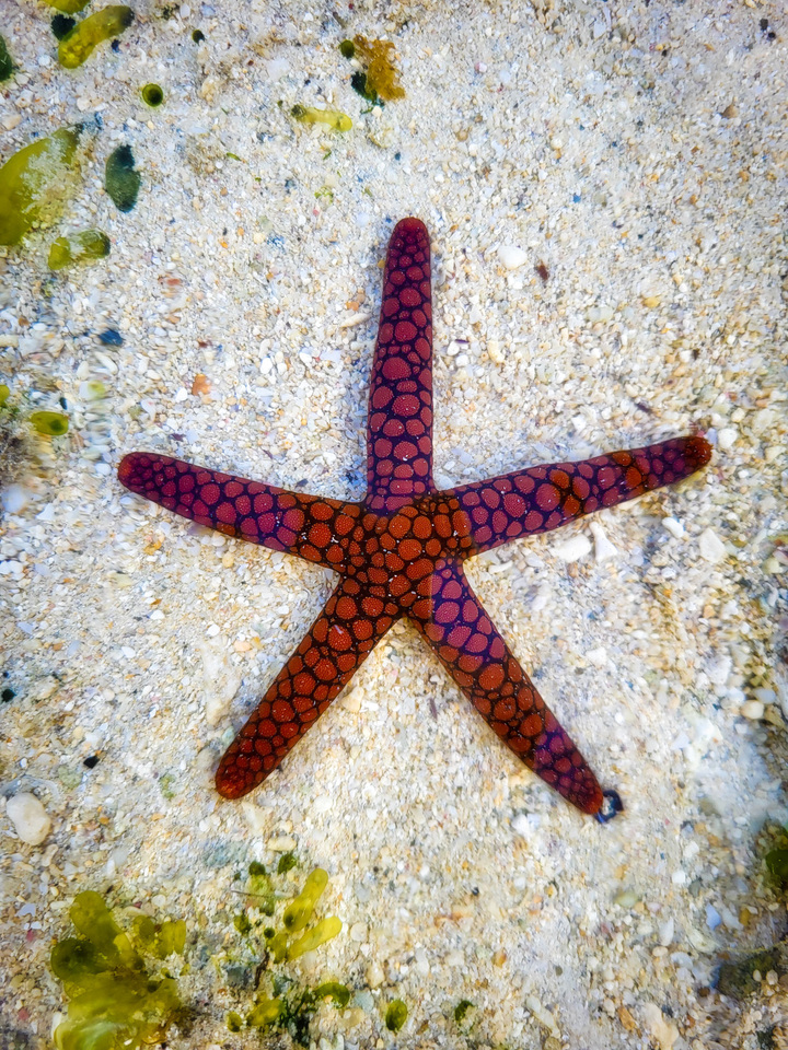 Starfish on Coral Sand