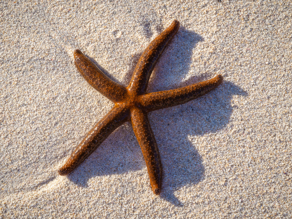 Starfish on Beach Sand
