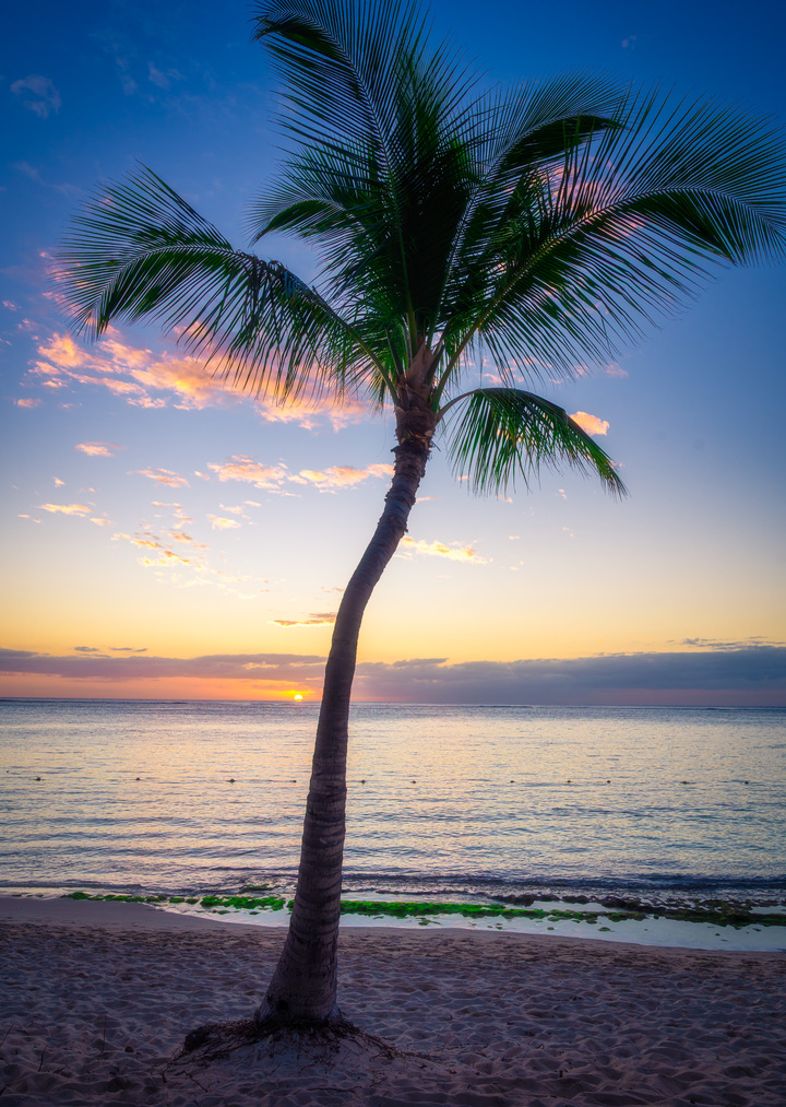 Palm Tree Sunset