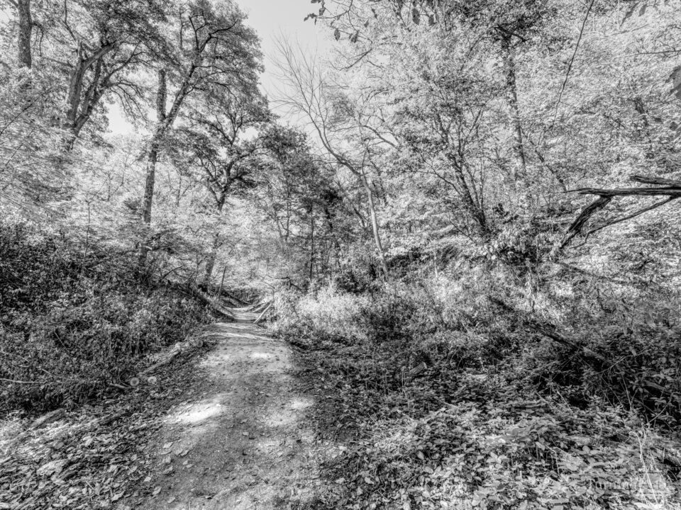 Autumn Path Through Fontenelle Forest Grayscale