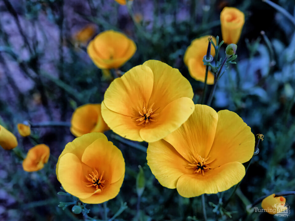 Poppies, Bartlett Lake, Arizona