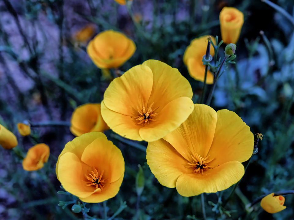 Poppies, Bartlett Lake, Arizona