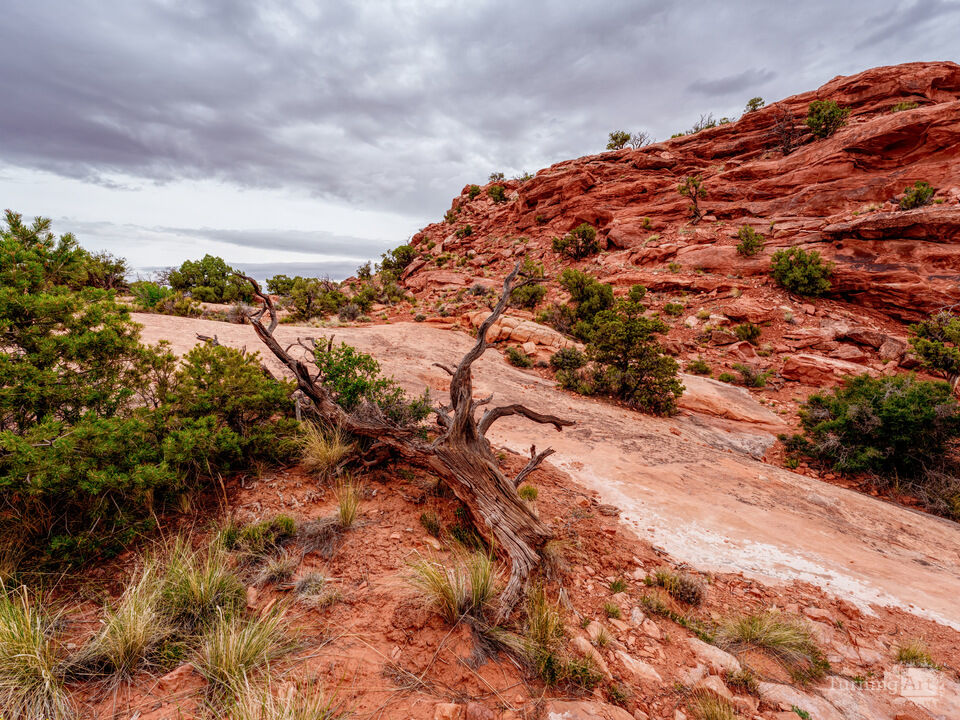 Twisted Driftwood On The Upheaval Dome Trail