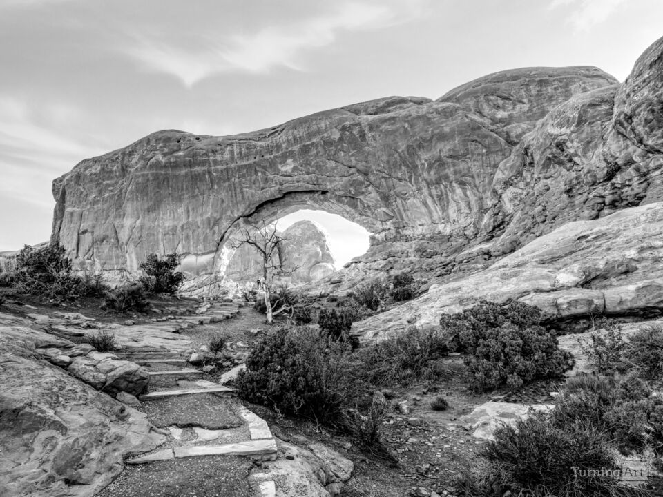 Bare Tree Sunrise South Window Arch Grayscale