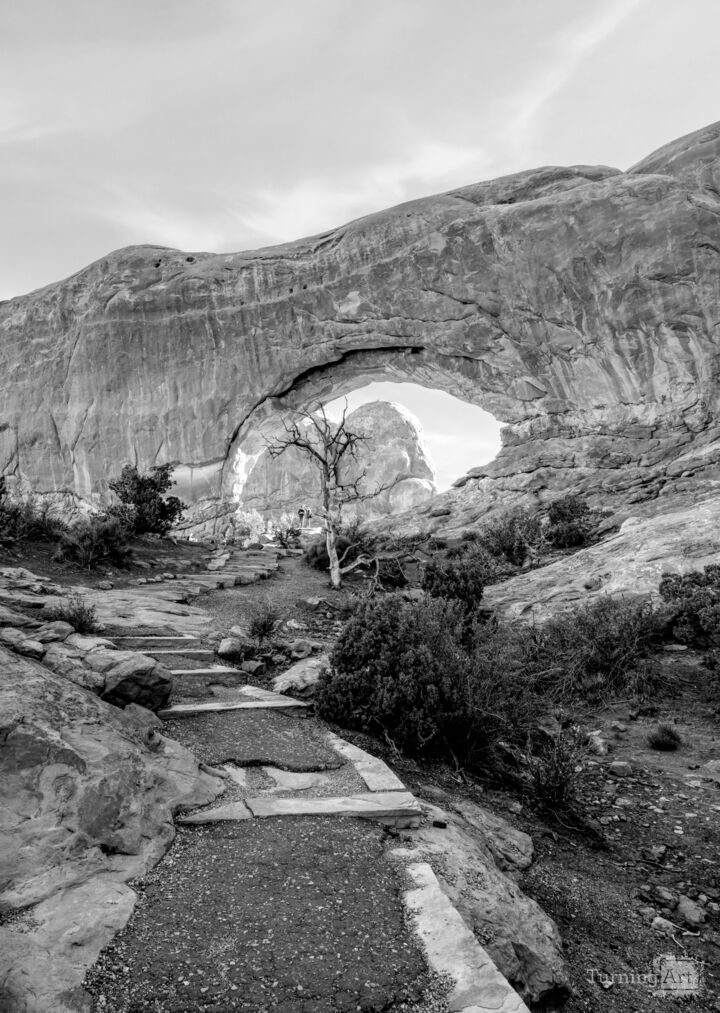 Bare Tree Sunrise South Window Arch Vertical Grayscale
