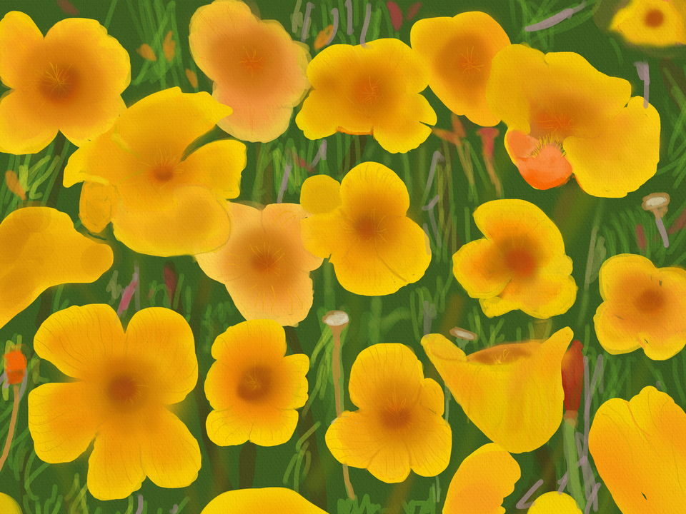 California Poppies
