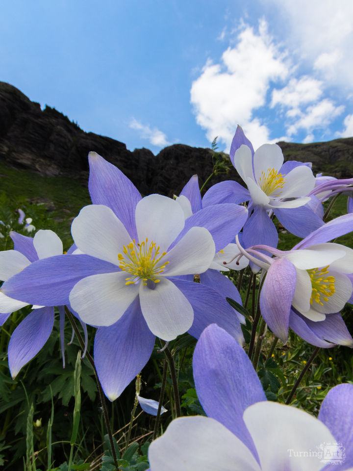 Columbines