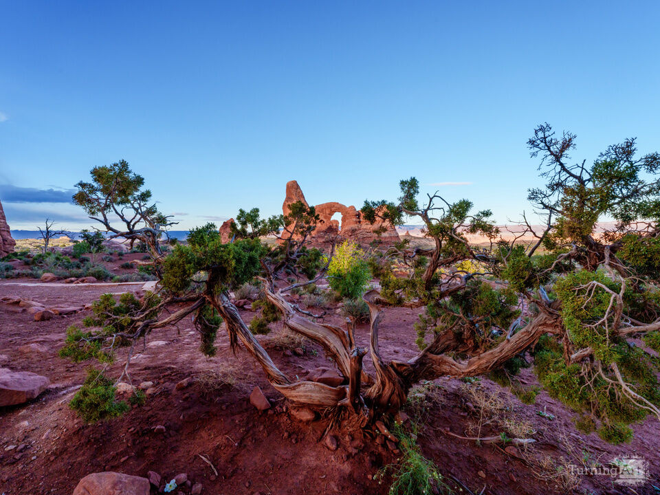 Morning At Turret Arch Behind A Juniper
