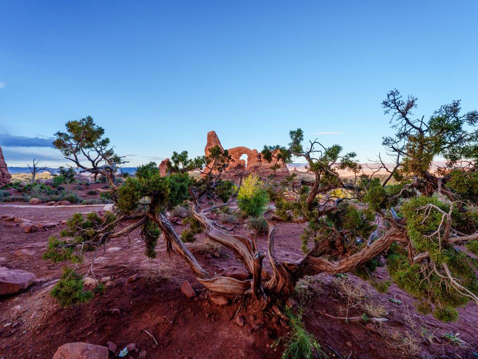 Morning At Turret Arch Behind A Juniper