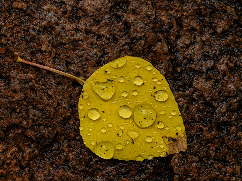 Aspen leaf after the rain