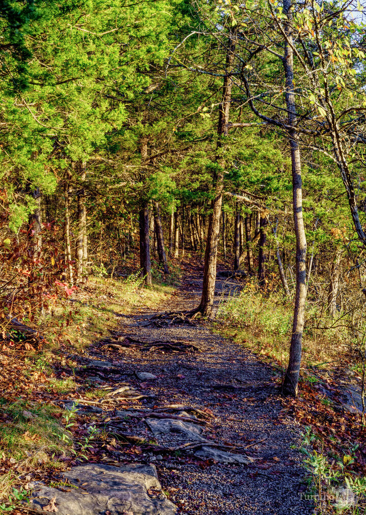 Ozarks Woods Autumn Morning Hike