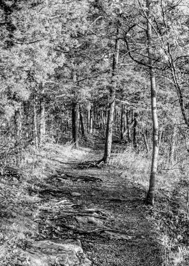 Ozarks Woods Autumn Morning Hike Grayscale