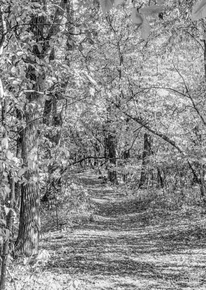 Autumn Hiking Trail Grayscale
