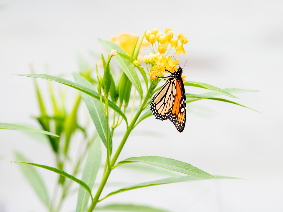 Monarch Butterfly