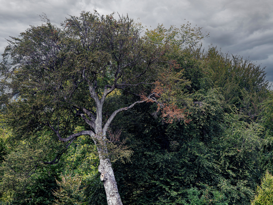 Trees and Clouds Very Early Autumn
