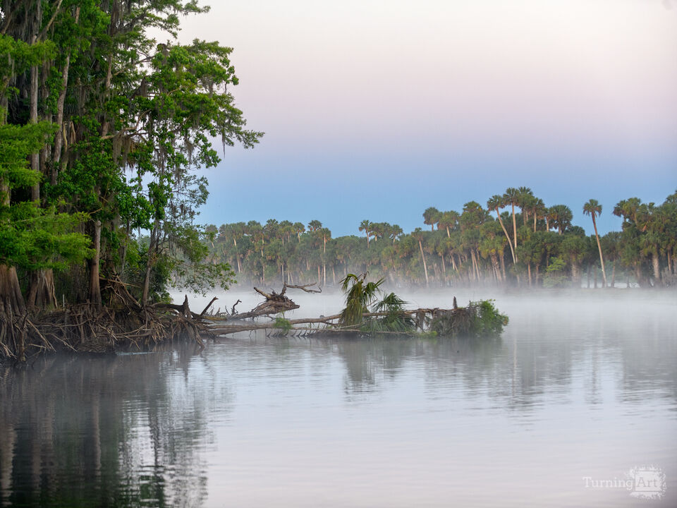 Cypress trees along the St. John's River sunrise