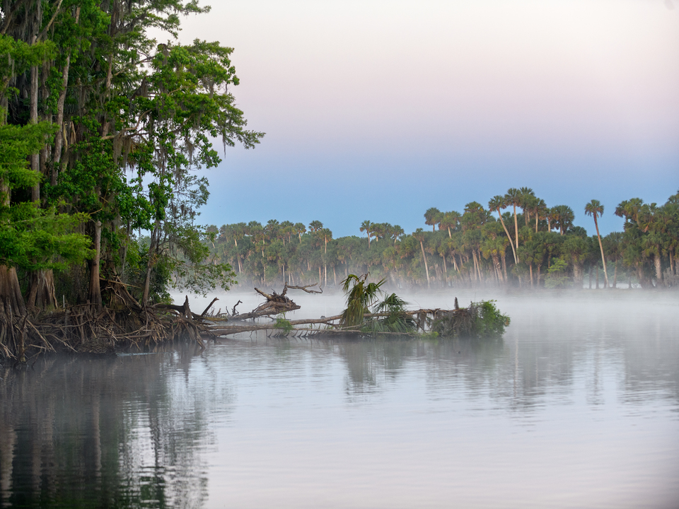 Cypress trees along the St. John's River sunrise