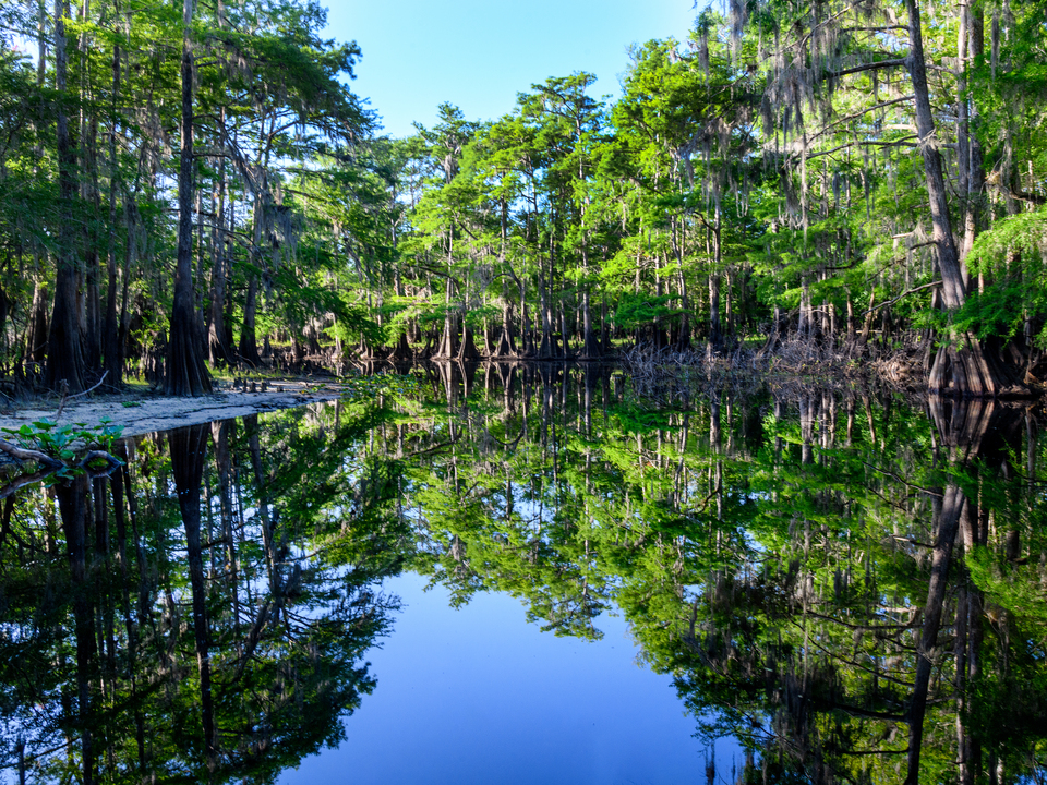 Cypress trees and reflections at the bend