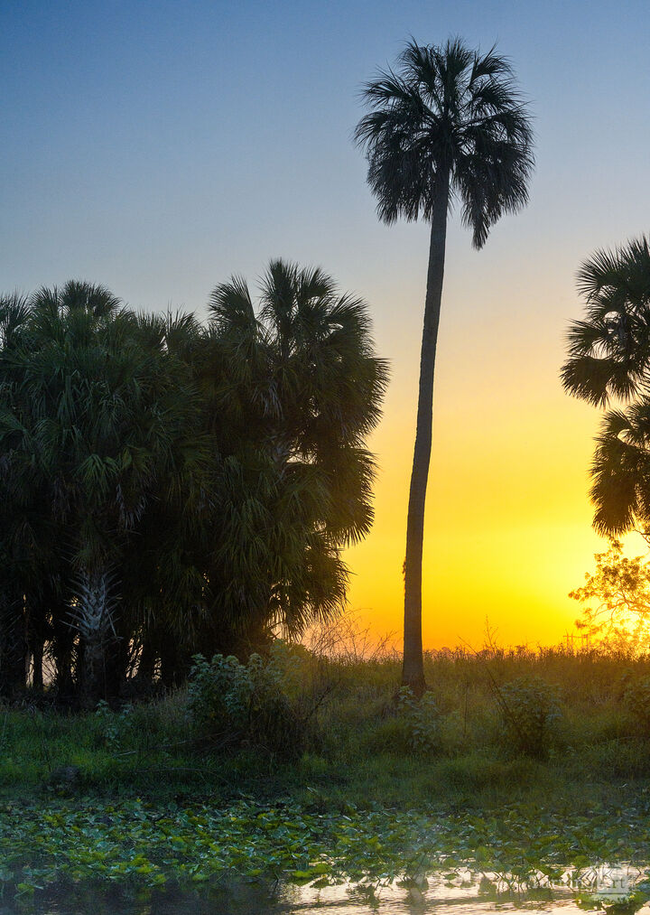 Palm tree at sunrise