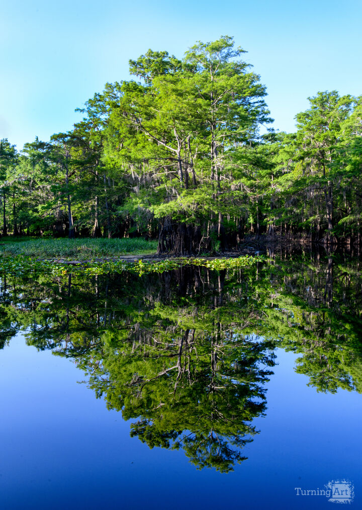 Center tree and reflections in the river