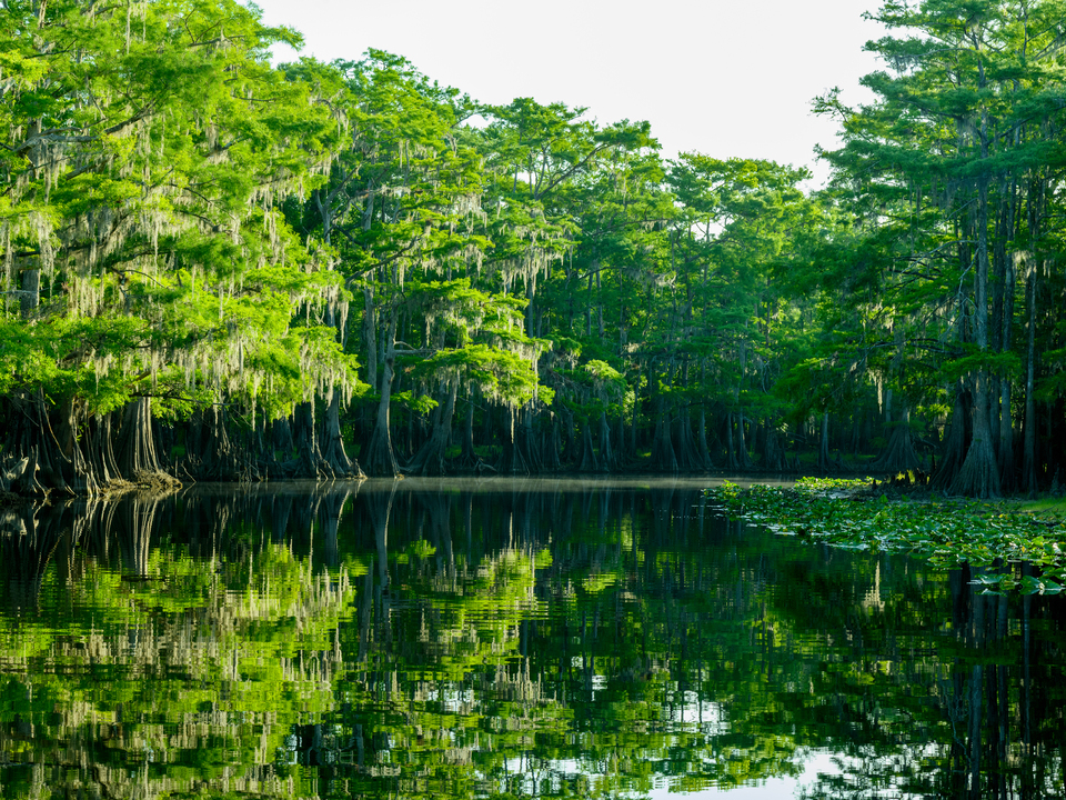 Cypress trees at the bend of the creek