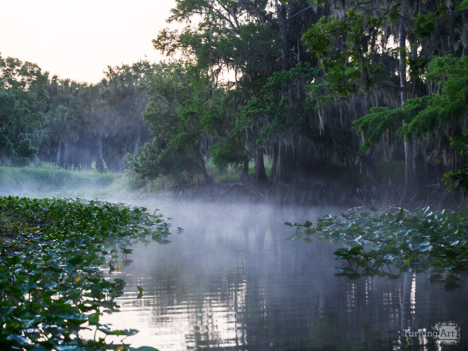Spanish moss covered trees in fog