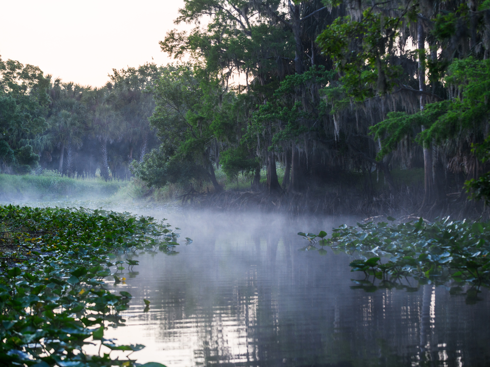 Spanish moss covered trees in fog