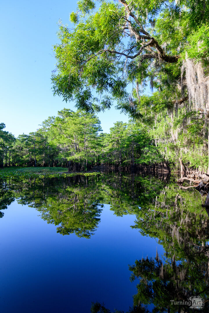 Trees reflections in water