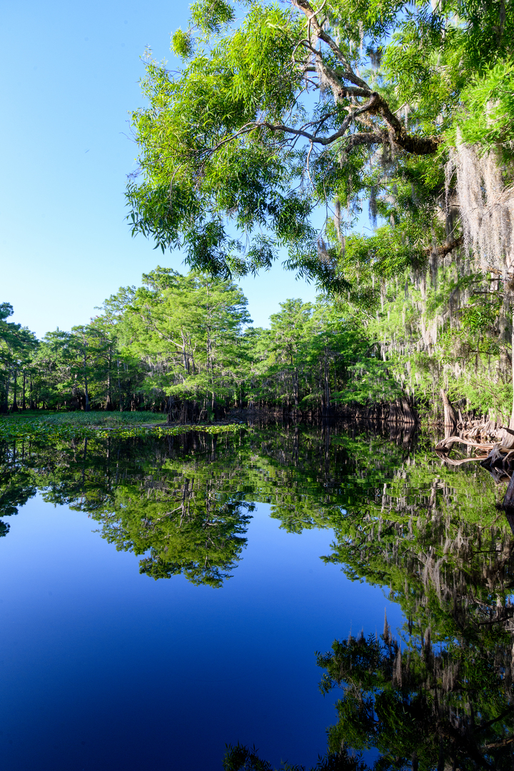 Trees reflections in water