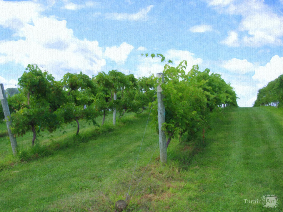 Among the Vines