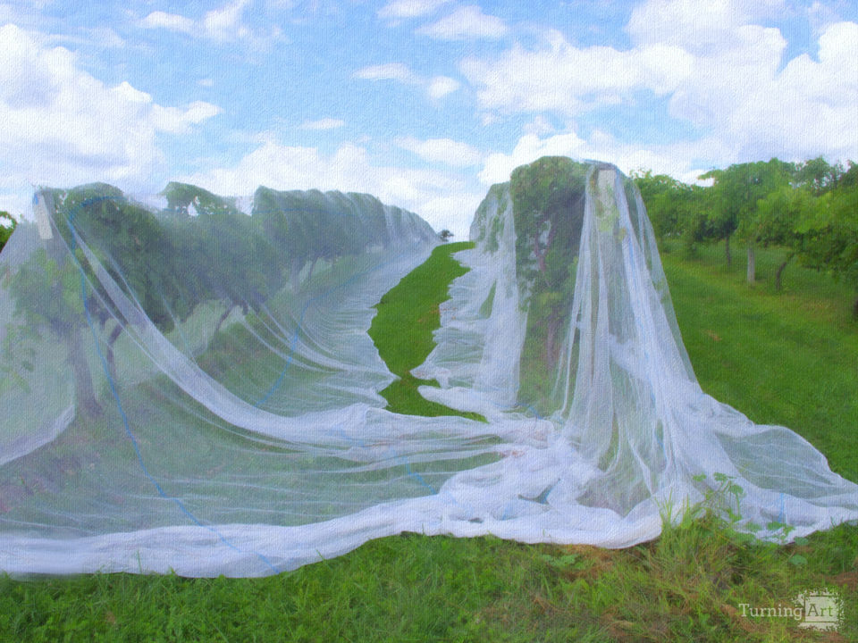 Growing Grapes for Wine for Weddings?