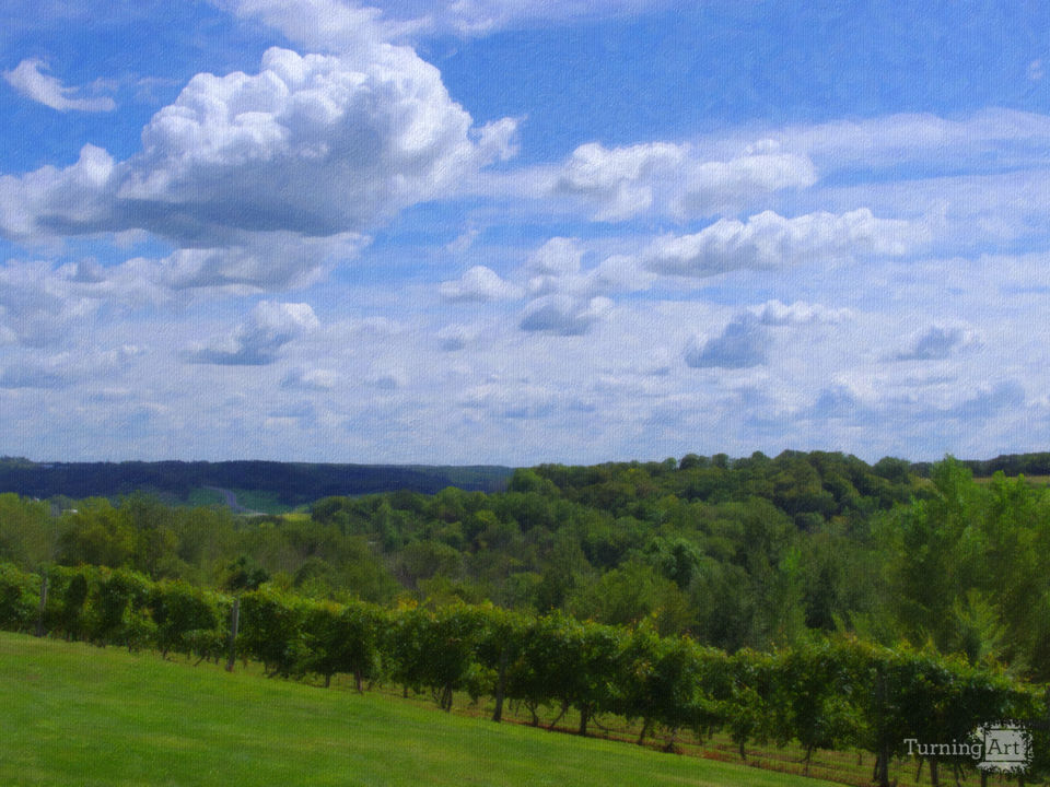 Clouds Above the Vines