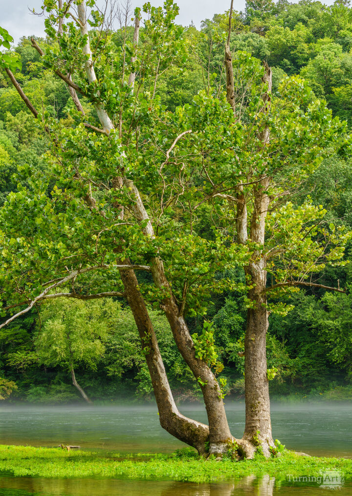 Unique Tree On Lake Taneycomo