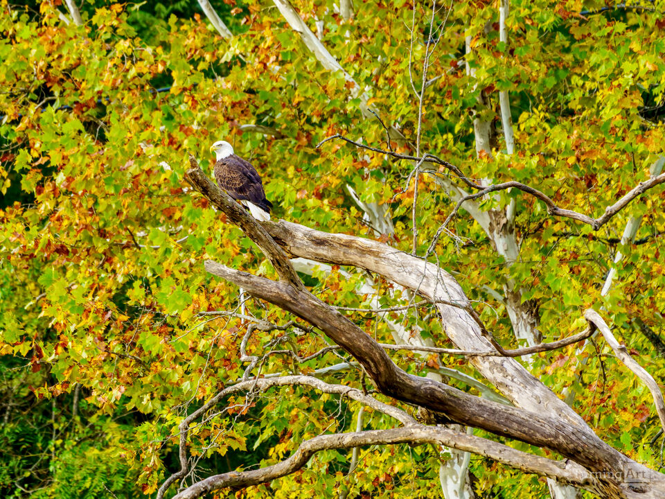 Bald Eagle On River Birch