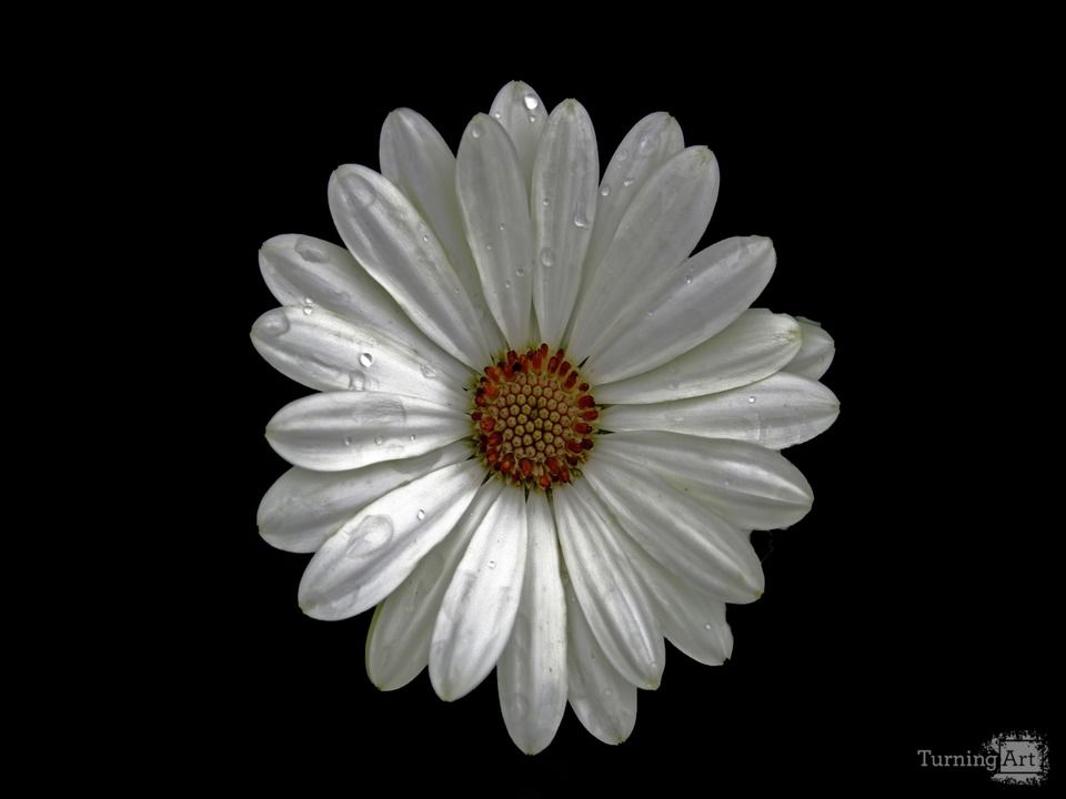 Daisy dew drops