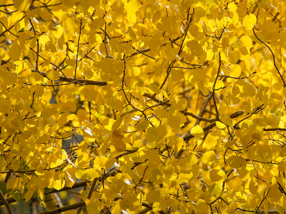 Aspen Leaves