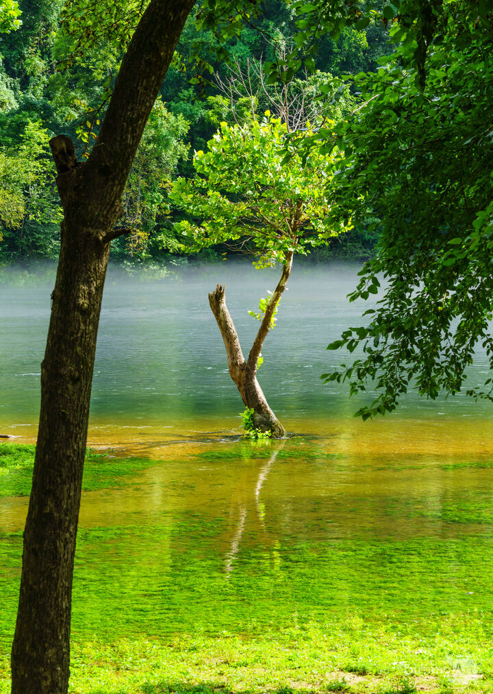 Trunk Framed Tree On Steamy Lake