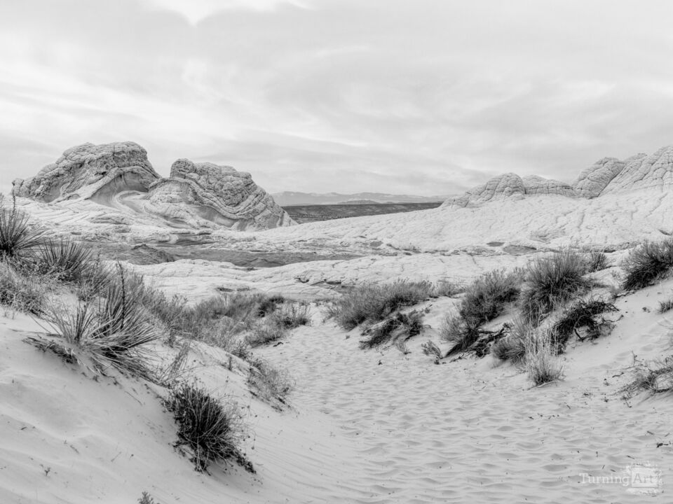 Coming Up On White Pocket Grayscale