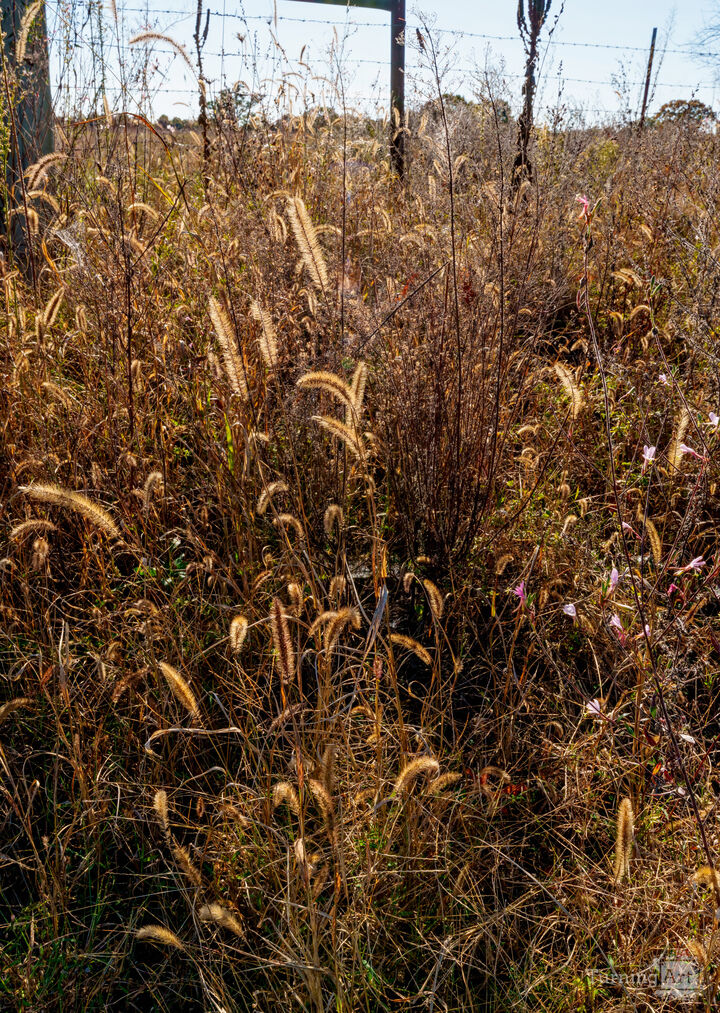 Foxtail Grass In The Autumn Light