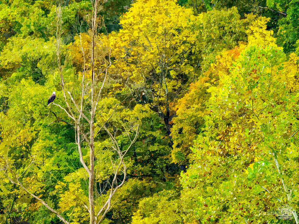 Two Eagles Among Autumn Trees Painterly